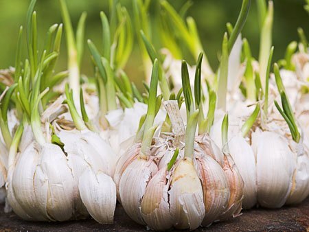 Как вырастить чеснок дома - фото из сети Интернет