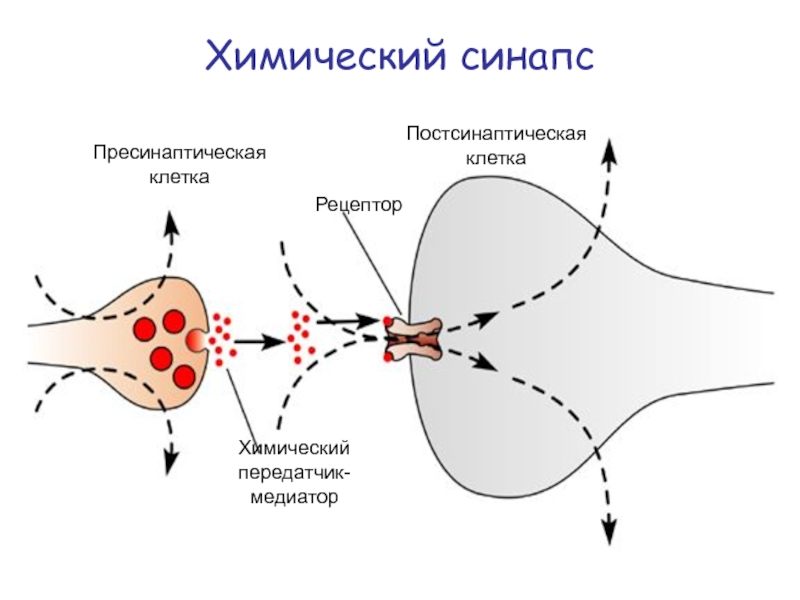 Передача сигнала нейронами. Медиаторы химических синапсов. Химический синапс физиология. Медиаторы синапсов схема. Передача нервного импульса в химическом синапсе