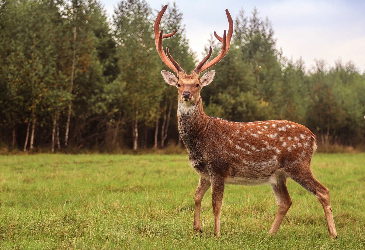 Сила, грация и капелька неуверенности.