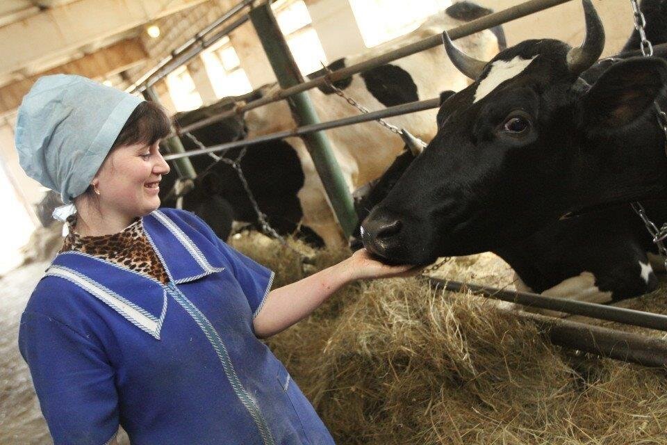 доярка. картинка из интернета