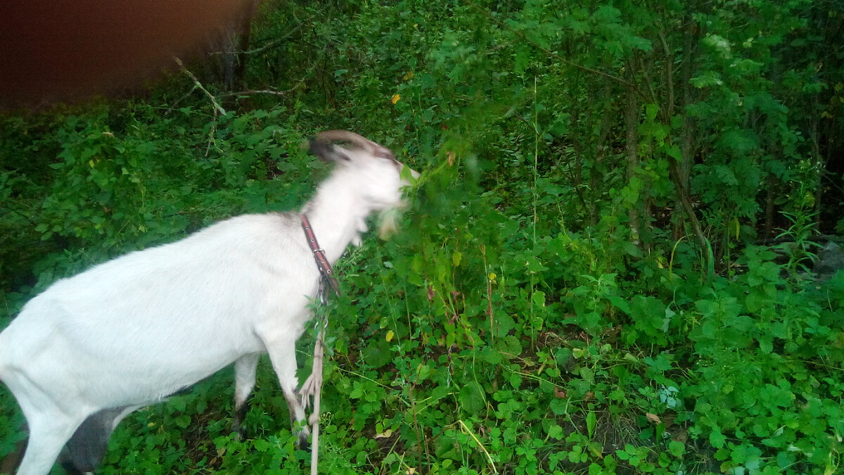 вот та-аа дальняя веточка самая вкусная... У Мани всегда так)