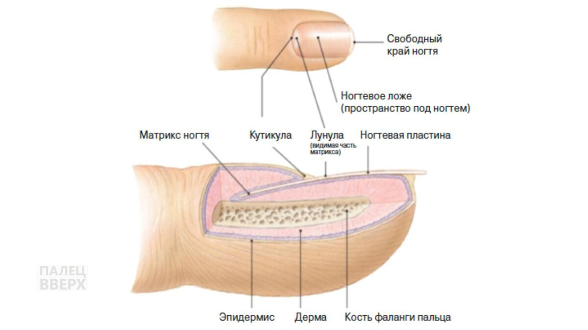 Строение ногтя (ногтевой пластины)
