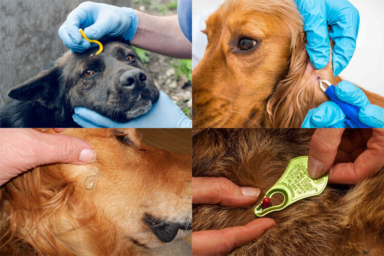 Клещи у собак