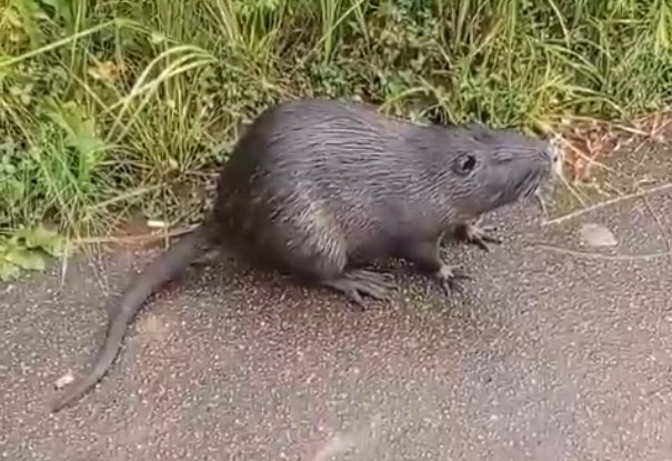 «Хорошенький какой!» Что за зверь-грызун поселился на Фестивальном в Молодечно – узнали мнение эксперта