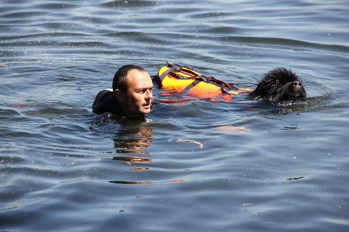 Большие и сильные собаки ньюфаундленды на тренировке.