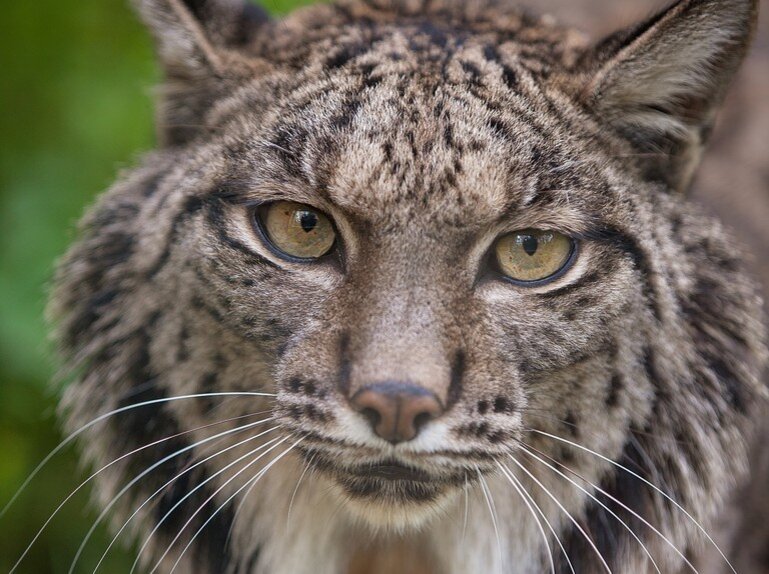 Если я научусь отращивать такие же бакенбарды, моя жизнь будет прожита не зря.