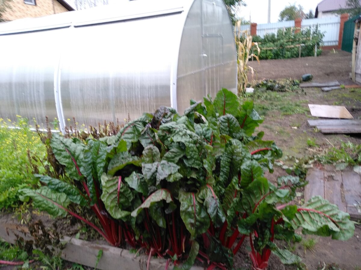 Травянистое растение на грядке. Авторское фото. Сентябрь 2021 г. Подмосковье