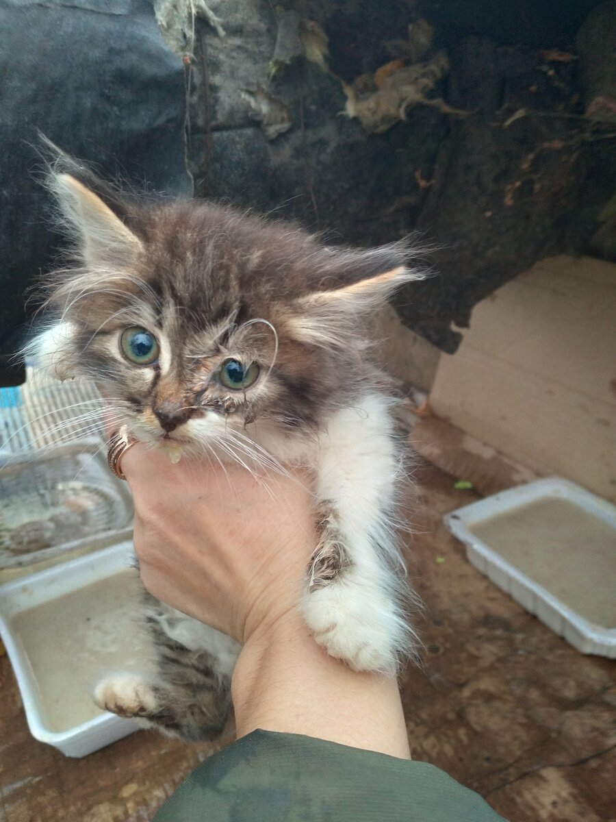 вот такой маленький котенок появился в один день