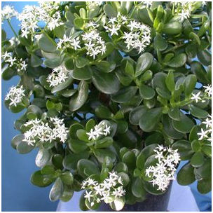 Цветущее денежное дерево.