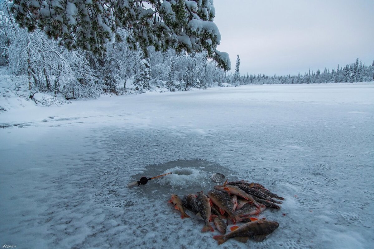 Фото с сайта: http://cdn.fishki.net