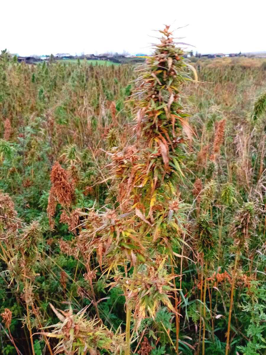 Поле заросшее Коноплей. 