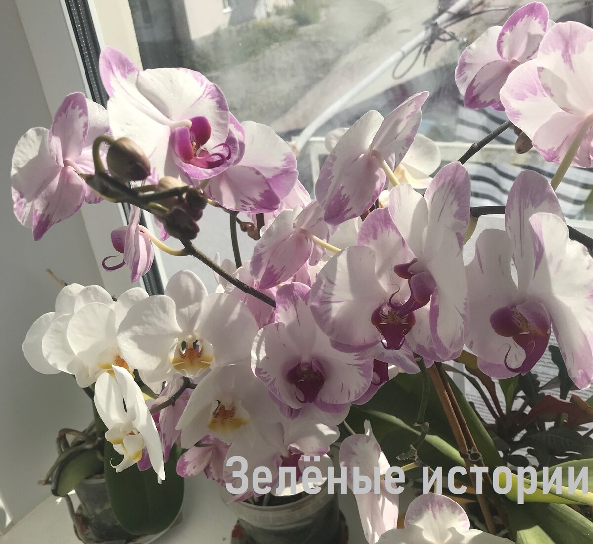 Мои орхидеи