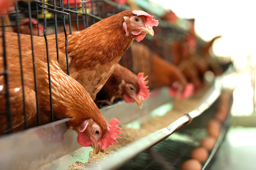 Источник:agro-matik.ru
