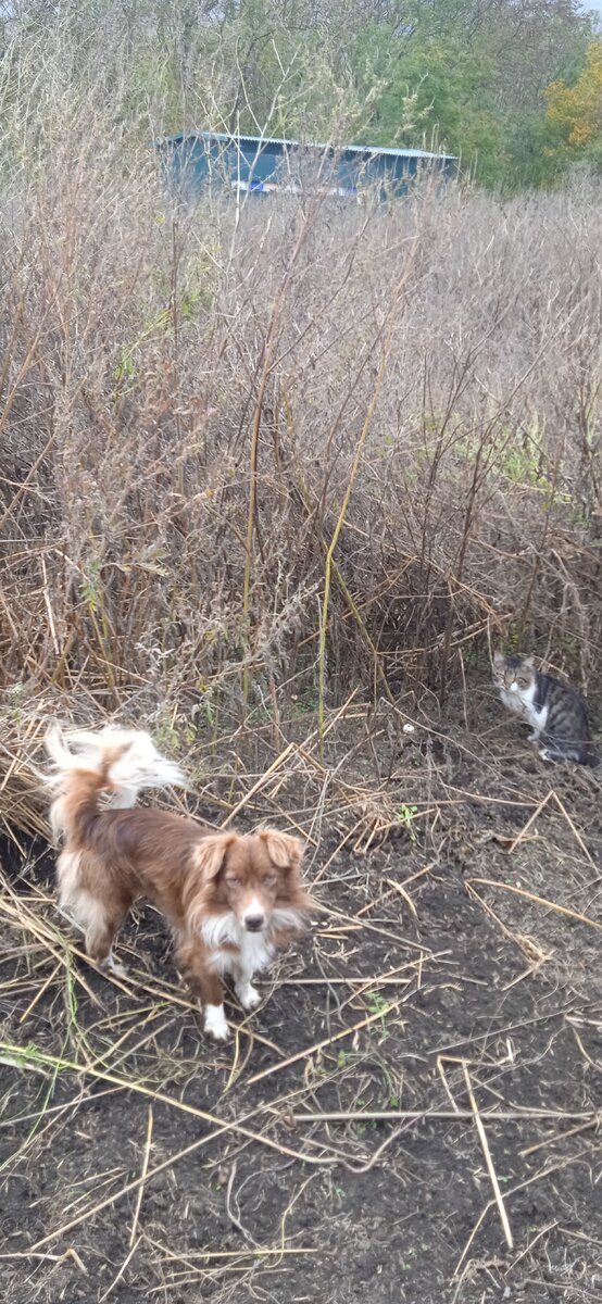 Собака Дружок и кот Милок (Пушкин). Фото сделано осенью прошлого года