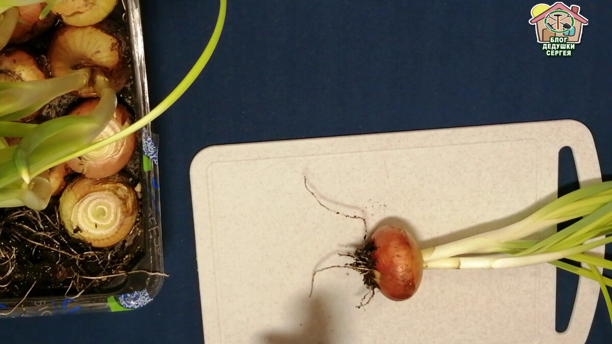 Лук на перо. Чистка луковицы. Фото 2