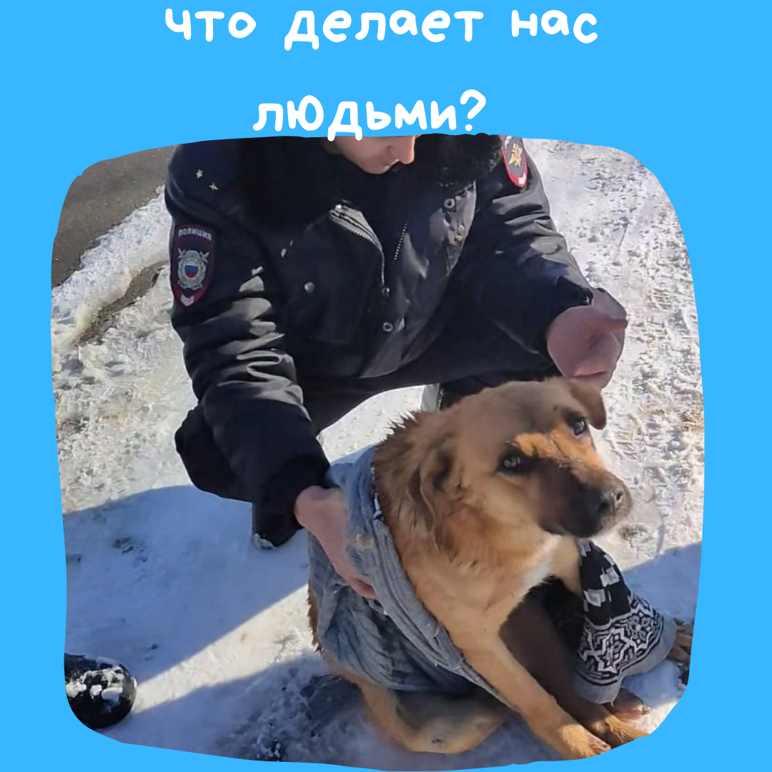 Сегодня общество разделилось на два лагеря: тех, кто люто ненавидит бездомных животных и считает правильным их отстреливать, и тех, кто подбирает и выхаживает наших "братьев меньших".