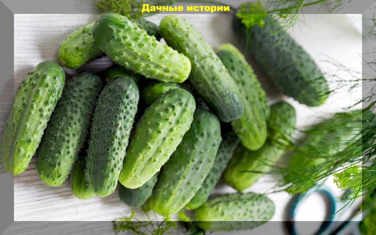 https://vk.com/photo-159774511_457253393