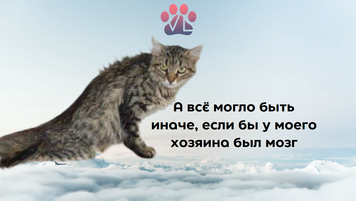 Кот с симптомами повреждения позвоночника в поясничной области — паралич ниже зоны поражения.