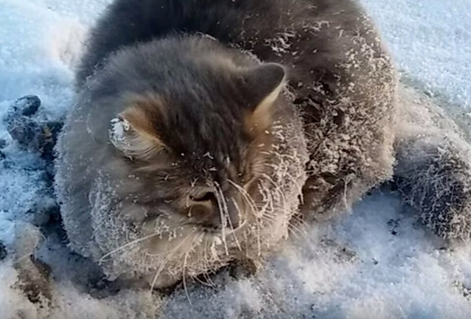 Кот был полностью обездвижен и не мог сойти с места