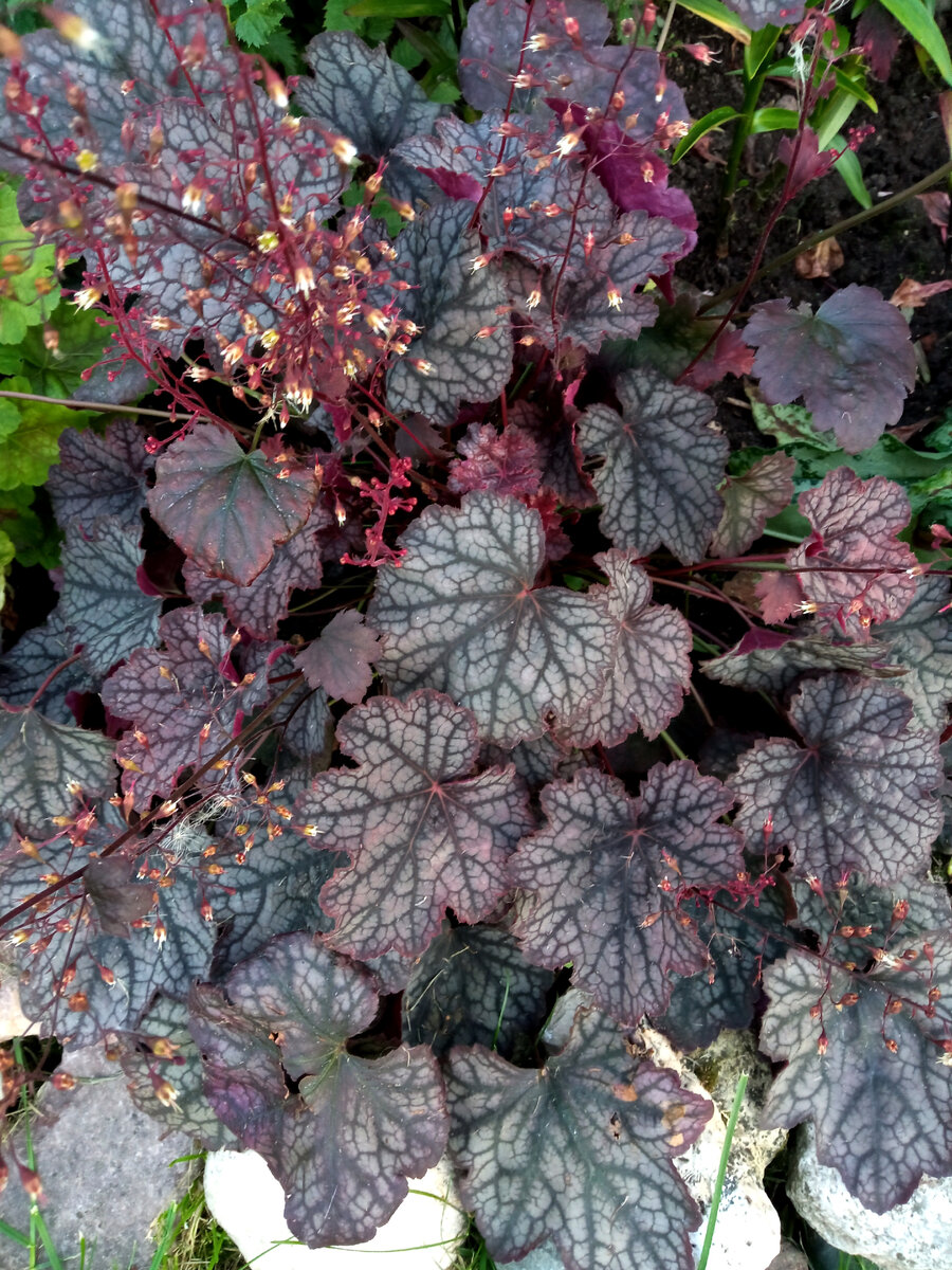 Вельвет Найт