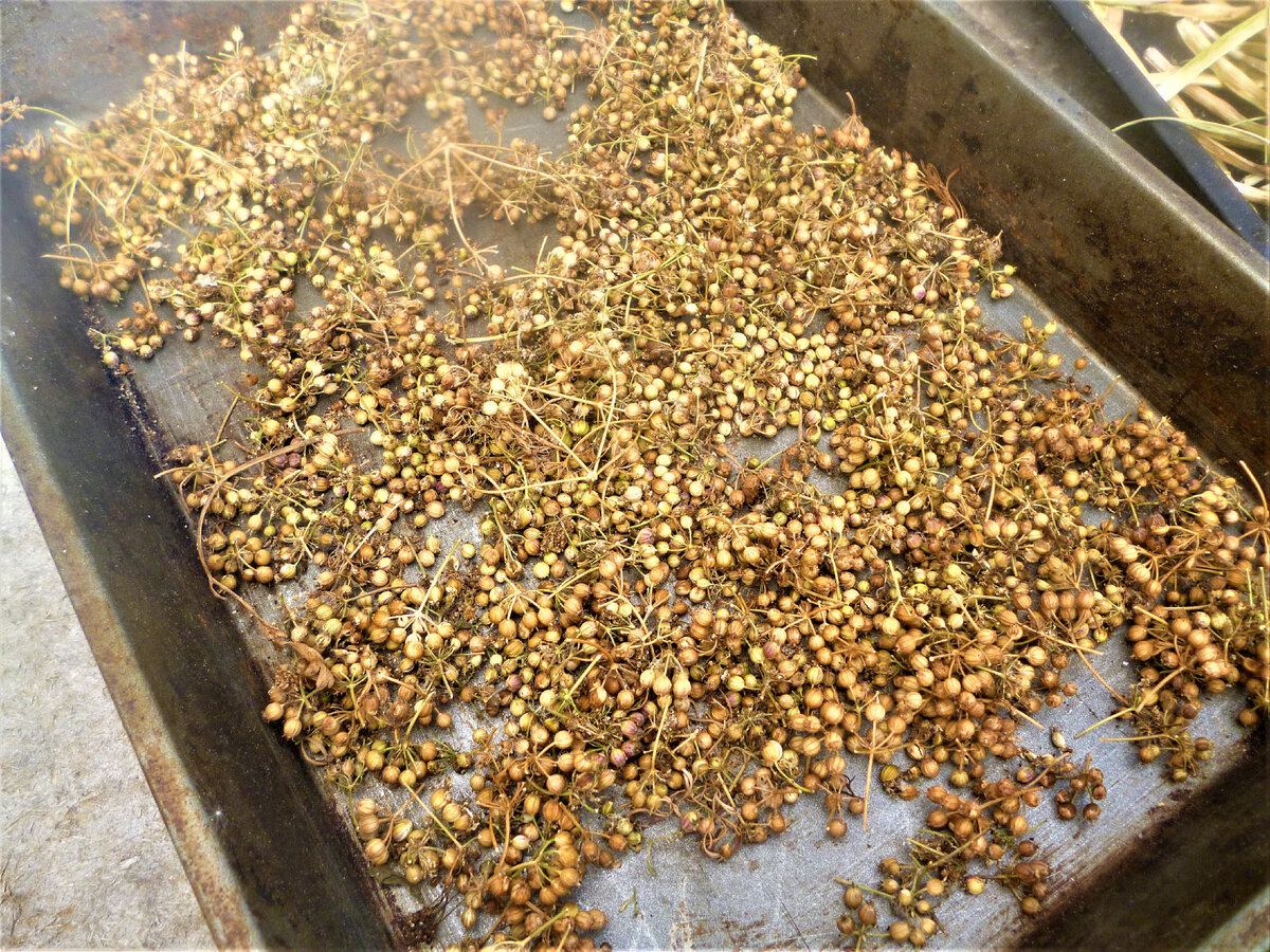 А это кориандр уже сохнет, осталось только перебрать.