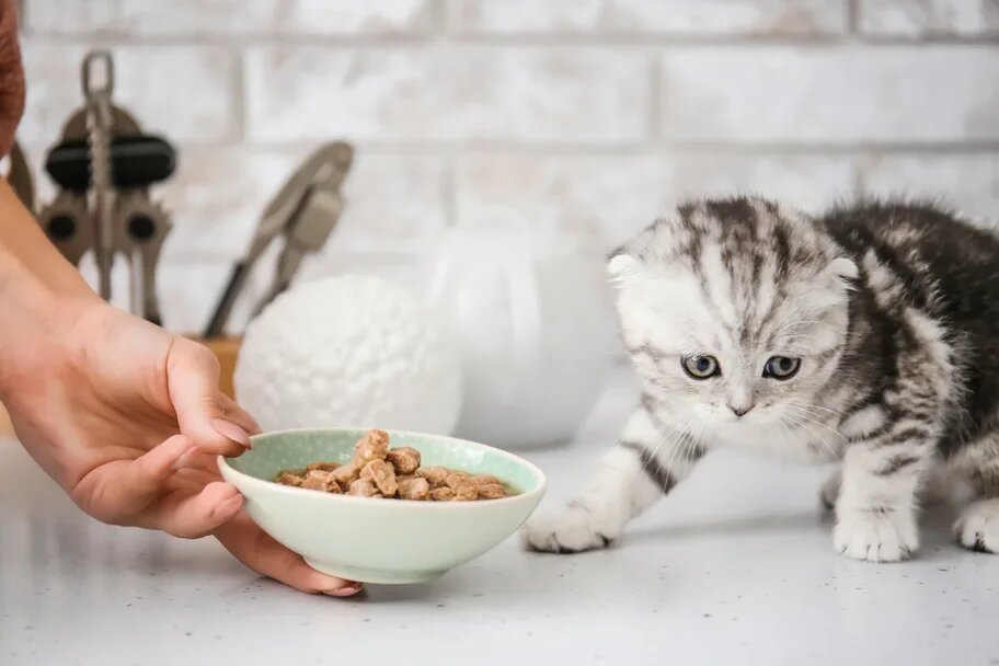 Есть несколько общих принципов кормления породистых животных: С учетом особенностей нашей породы (шотландская вислоухая кошка) питание должно подбираться особым образом  Типы питания Различаются 3...