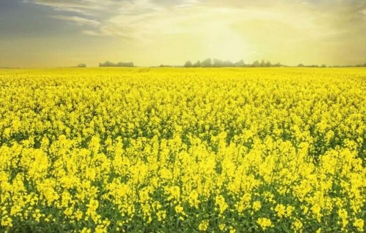    Раскрыты генетические секреты черной ножки рапса