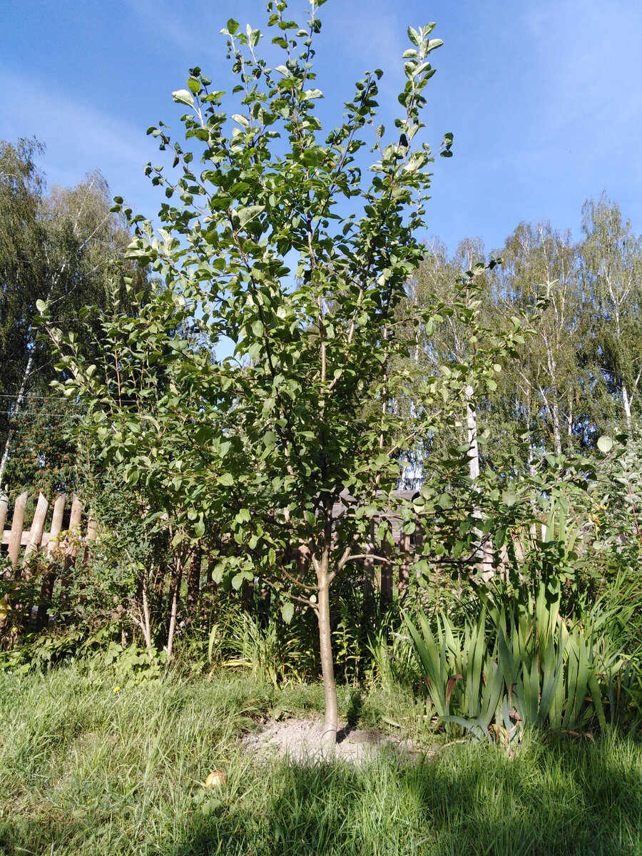 Наша летняя "Конфетное"