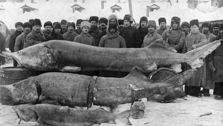 Белуга