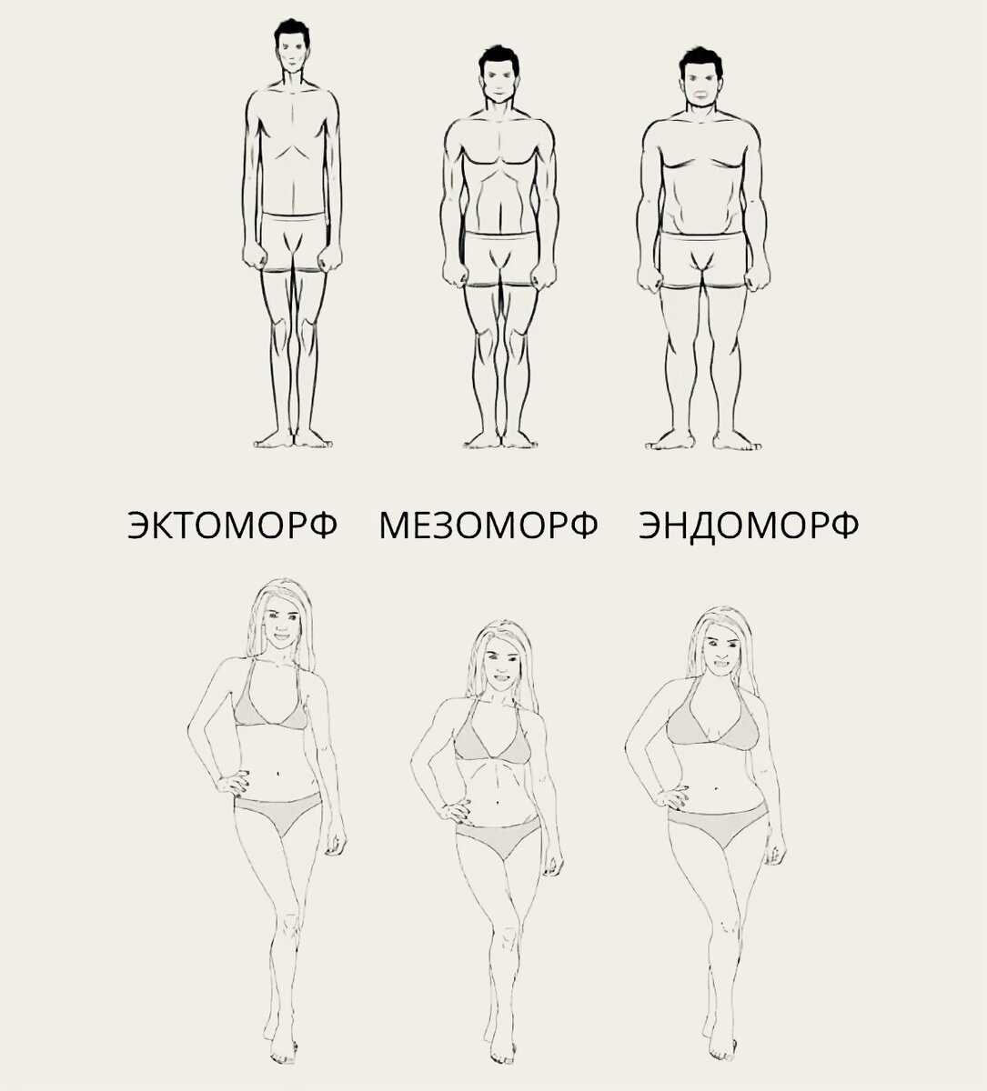 Тип телосложения у женщин калькулятор. Тип телосложения эктоморф. мезоморфный тип телосложения.