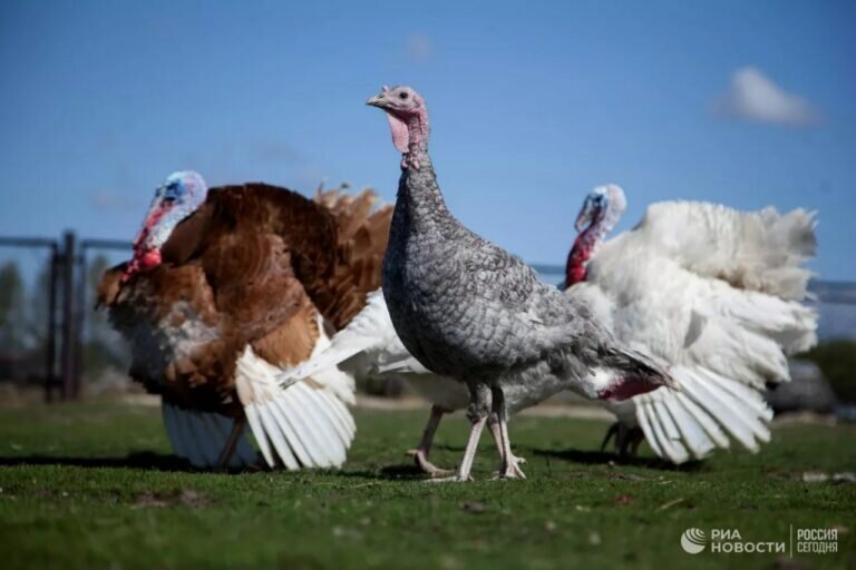    В Новосергиевском районе соседские индюки исцарапали сельчанину автомобиль Андрей Севостьянов