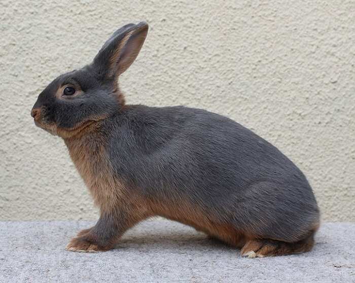 ЧЁРНО-ОГНЕННЫЙ КРОЛИК