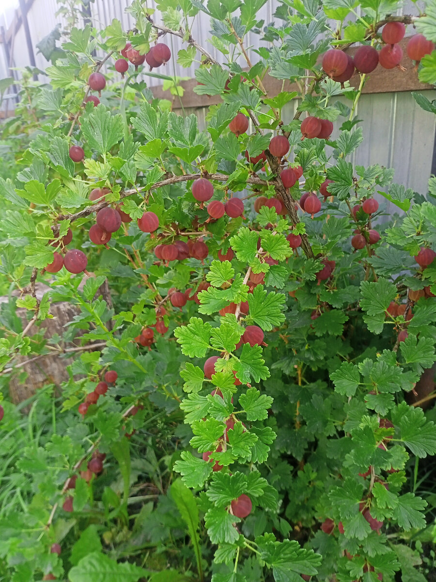 Вот он, ещё несозревший крыжовник. Радует ежегодно, хотят посажен в отработку от угля. Ну, больше некуда было:)
