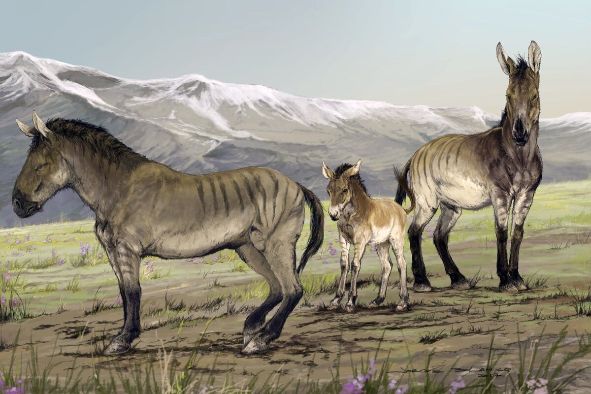 История фауна. Гиппарион лошадь. Ископаемая лошадь гиппарион. Плиогиппус предок лошади. Гиппарион неоген.