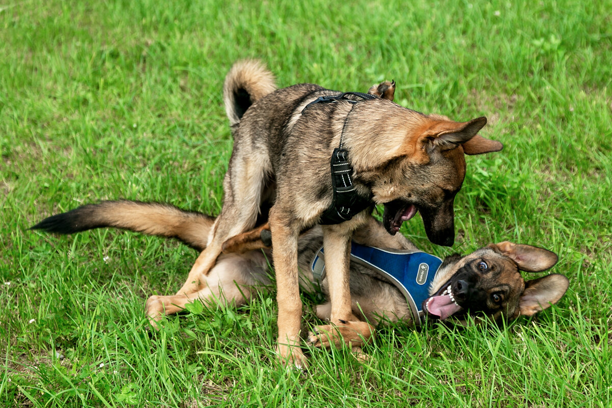 Два брата Макс и Рокки, очень любят играть друг с другом