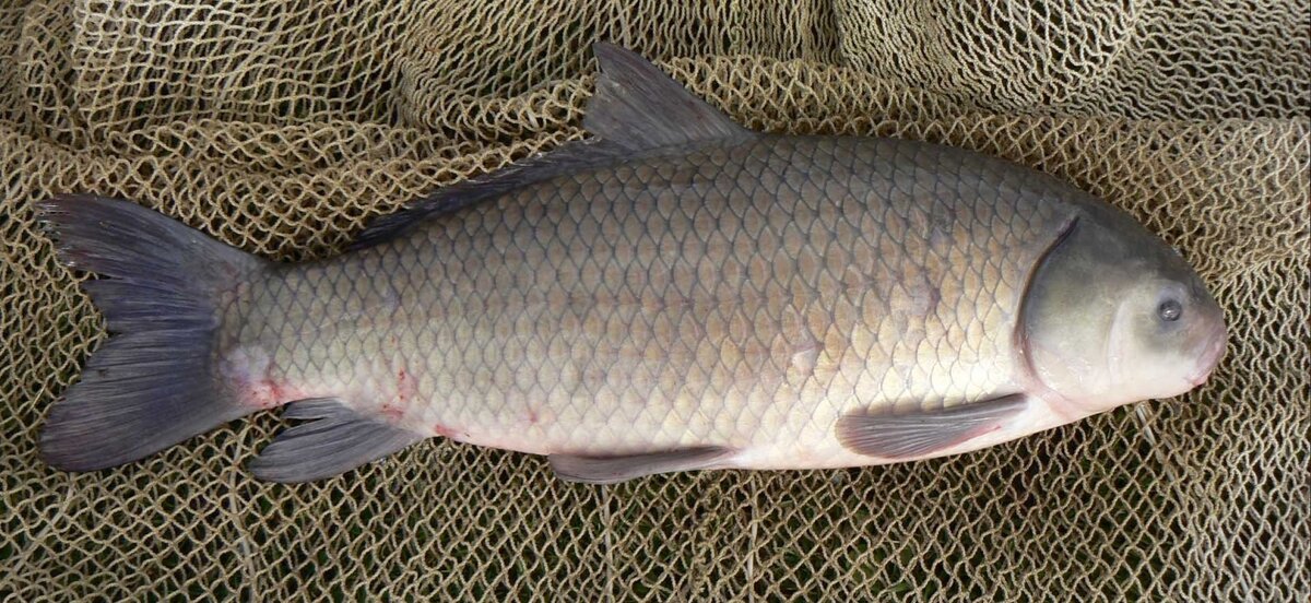  Большеротый Буффало. Фото взято из открытых источников