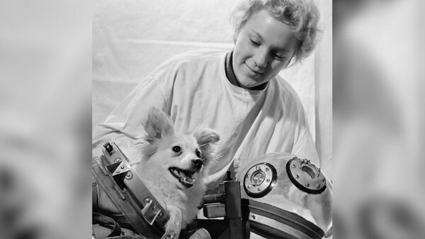 Кошки против собак: кого советский гражданин любил больше. Фото © ТАСС / Лев Портер