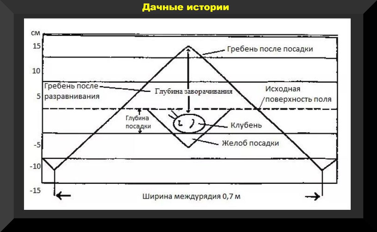 Схема посадки картофеля. Схема посадки картофеля голландским методом. Схема посадки картофеля в гребни. Посадка картофеля в гребни по голландской технологии. Голландский способ посадки картошки схема.