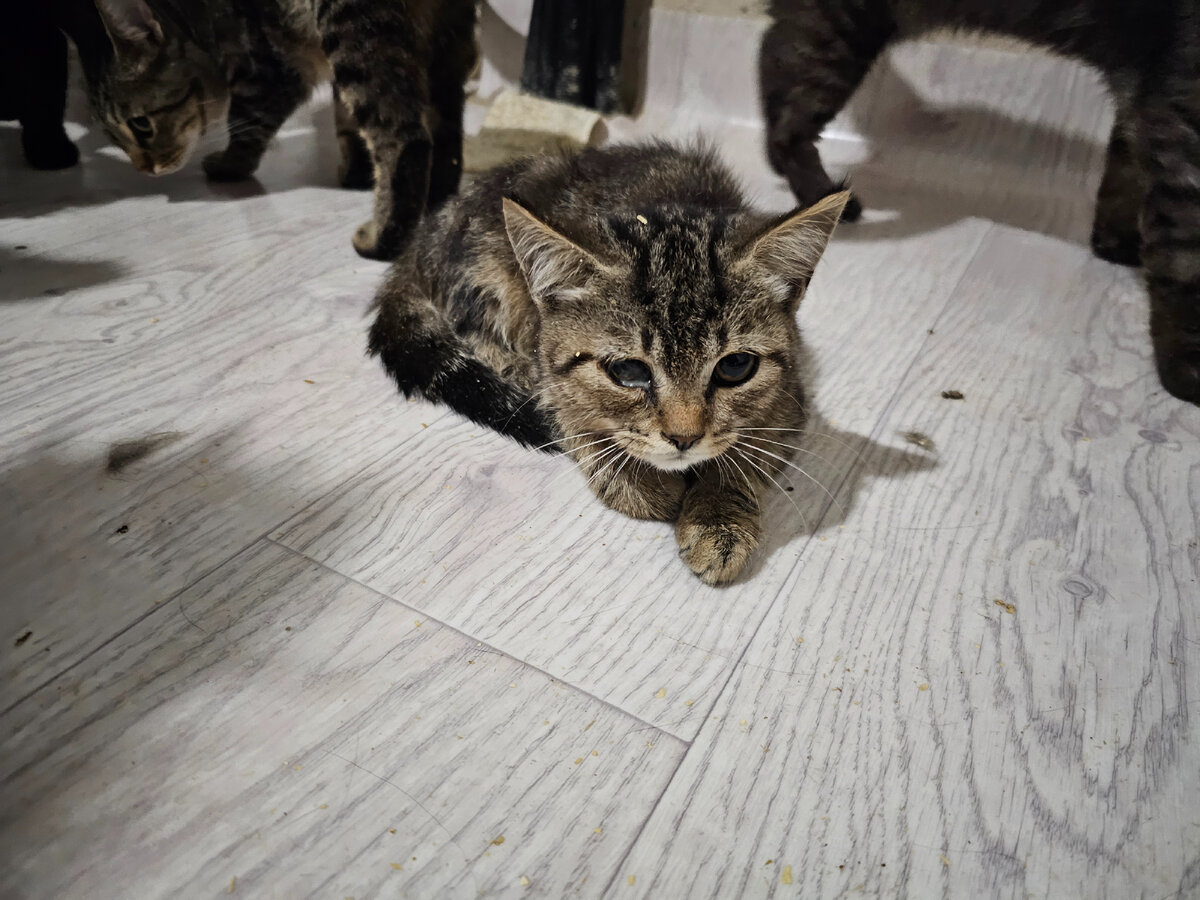 кот новости сегодня