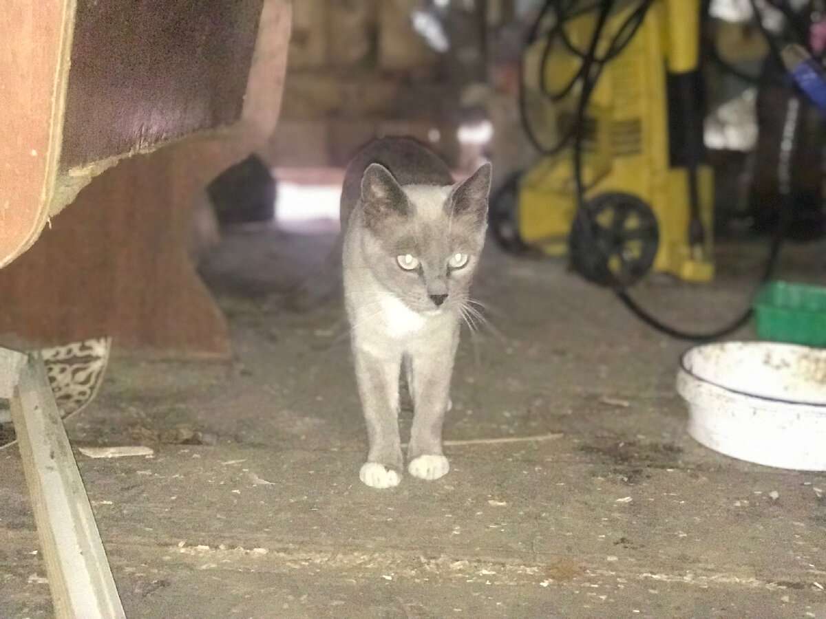 Сиамский дикий кот