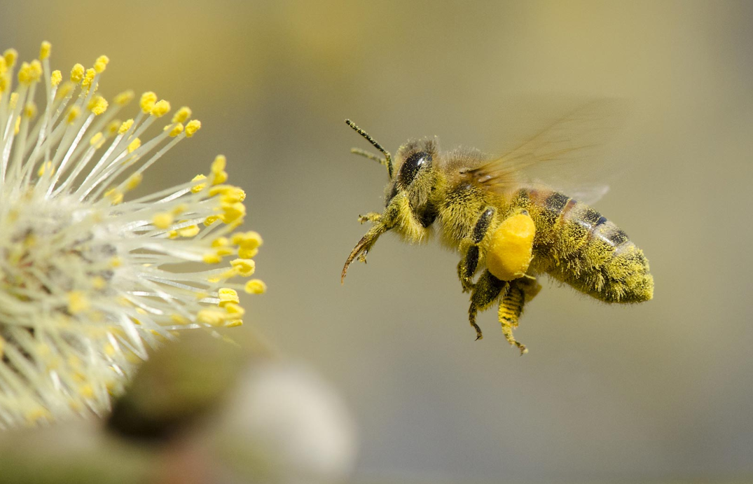 Oбножка. Пчела АПИС Меллифера. Медоносная пчела. Пыльцевая обножка медоносный пчел. Рабочая пчела.