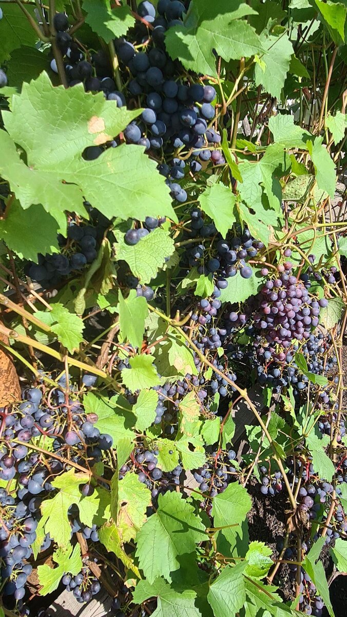 В галерее 3 фото. 