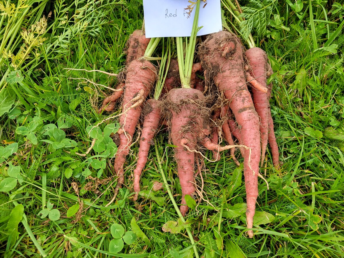 Морковь 2023. Морковь 2023. Морковь 2023. Морковь в огороде. Морковь карликовая сорт.