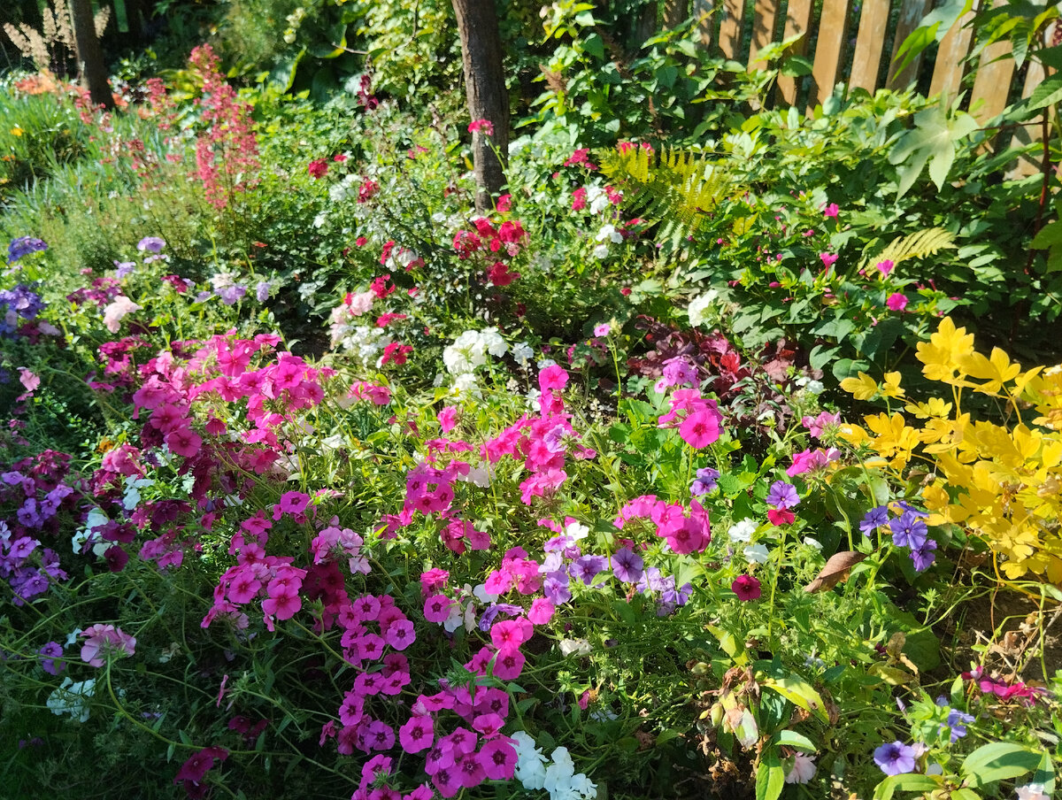 Парадный цветник утром в воскресенье: флоксы Друммонда - отличный заполнитель пространства между многолетниками.