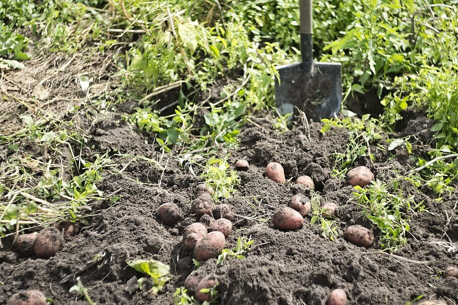 Почему картофель зеленеет при хранении: причины и способы предотвращения
