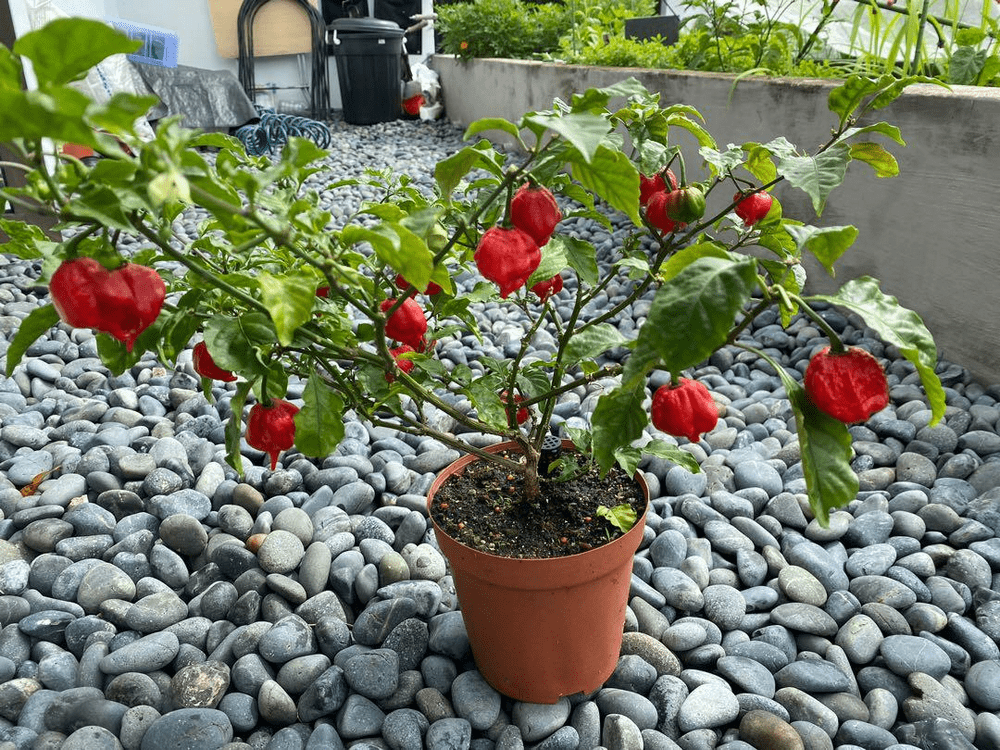   Растение перца Carolina Reaper от продавца семян и плодов NotFred