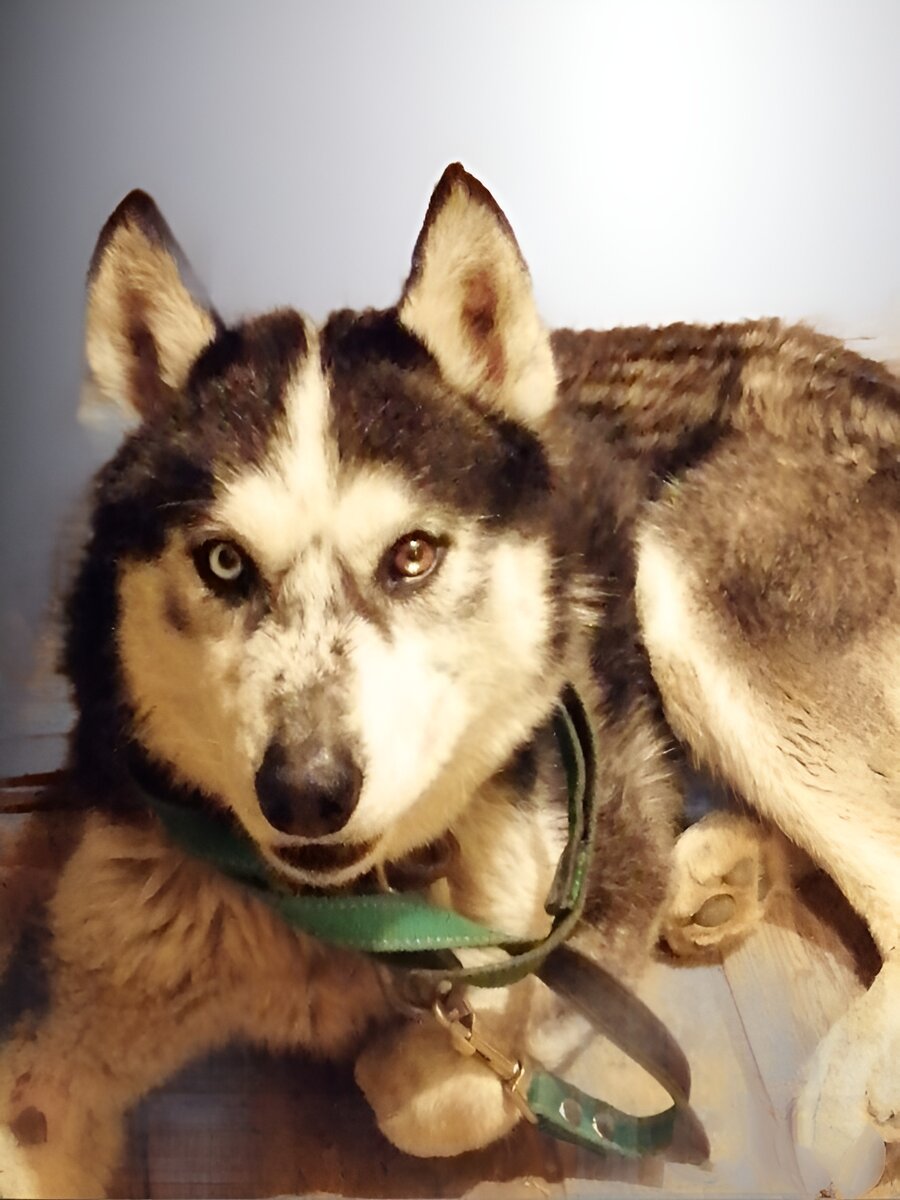 Это фото от 1 мая 2021 года, мы всё ещё ищем владельца, но уже ясно, что это безперспективное занятие. И здесь "Хасыч" уже принял имя Джекилл. Фото из личного архива. 