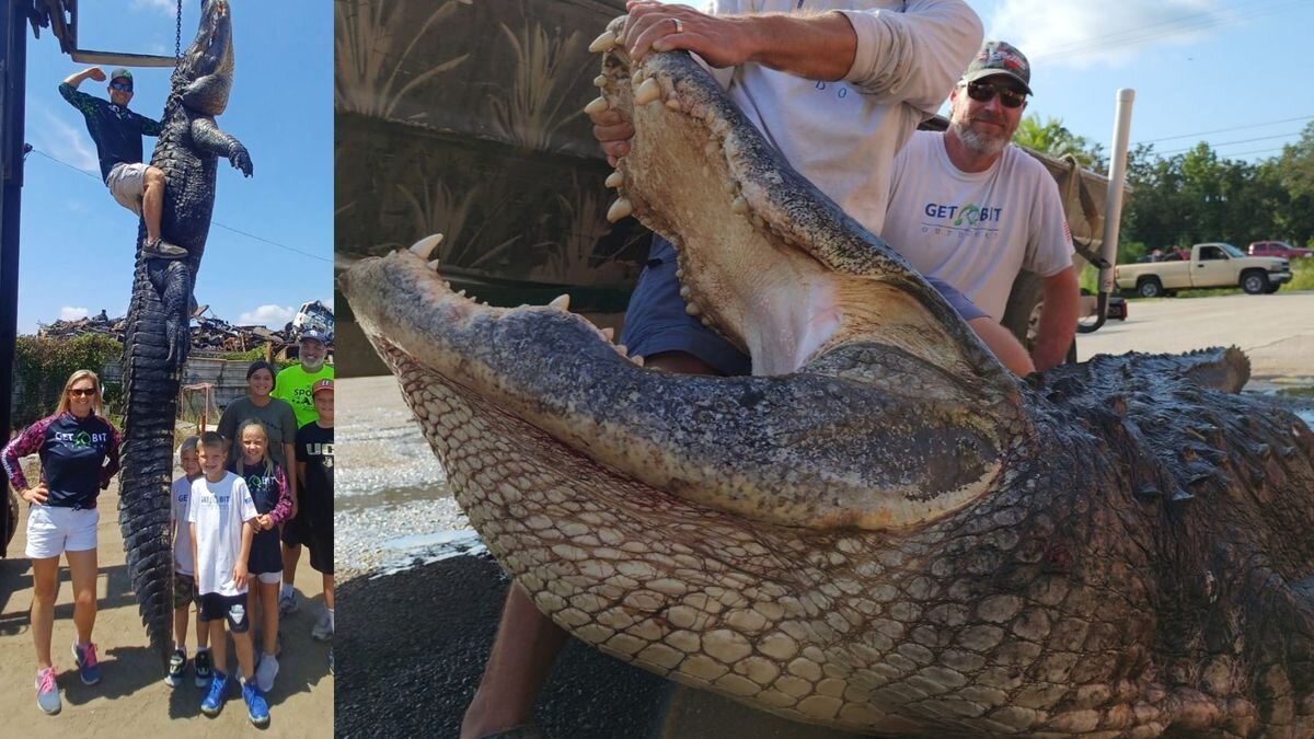 Флорида крокодилы. Поймали аллигатора 7 метров.