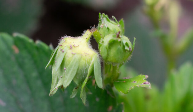    Цветок клубники, поврежденный долгоносиком. Фото: shutterstock.com