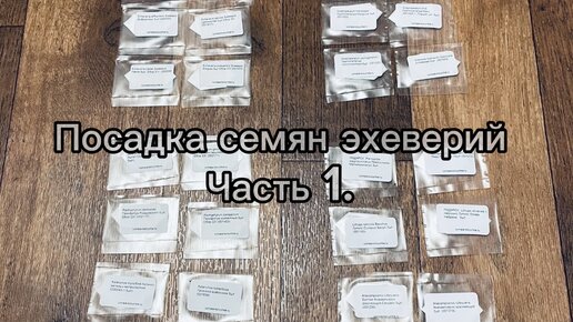 Посев семян эхеверий. Часть 1. Подготовка к посеву